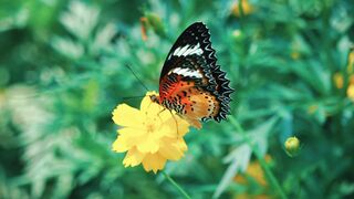 Mesmerizing Butterfly on a Blooming Flower | Stunning Nature Beauty in 4K