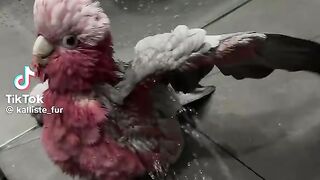 So Cute Parrot 4