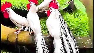 Galinhas