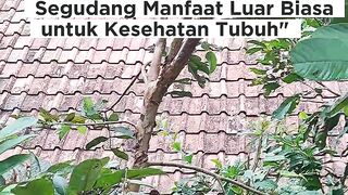 Buah dan daun ini yang memiliki sejuta manfaat
