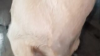 ছাগলের ছানা চিবিয়ে চিবিয়ে খাচ্ছে