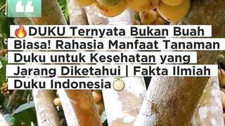 ????DUKU Ternyata Bukan Buah Biasa! Rahasia Manfaat Tanaman Duku untuk Kesehatan yang Jarang Diketahui
