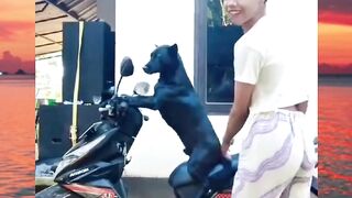 anjingnya terpaksa banget kayaknya