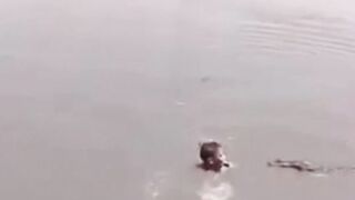 Saved a friend from the crocodile's mouth! The end is unbelievable ????