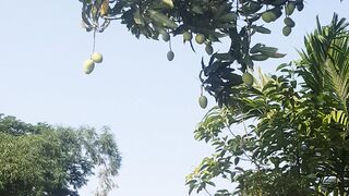 আম ধরেছে