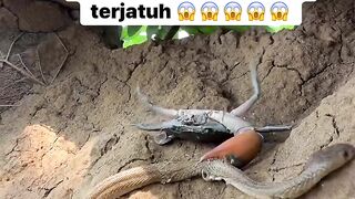 Ular kecapit kepiting
