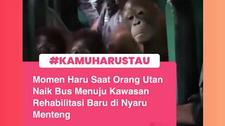 Orang Utan 2