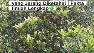 ????RAHASIA LUAR BIASA CENGKEH! Manfaat Buah dan Daun Cengkeh untuk Kesehatan yang Jarang Diketahui