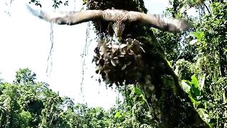 ঈগল কিভাবে মাছ ধরে