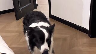 When Your Dog Decides It's Time to Wake Up