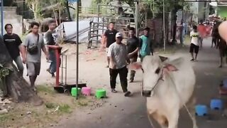 Sapi qurban ngamuk #viral