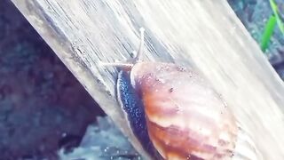 Snail 5