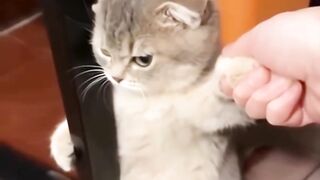kucing marah 2