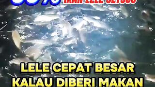 90% para pembudidaya lele setuju dengan fakta ini