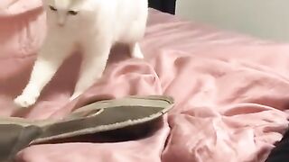 Responsived meow meow.