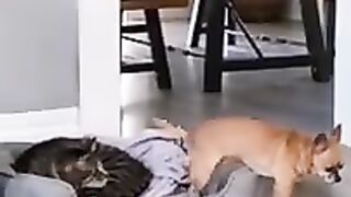 Funny cat and dogs 3 #cats #dogs #funnyvideos #compilation #tiktok #scary #pets #animals #smile.
