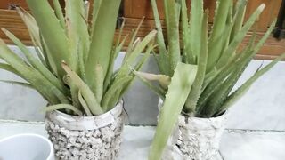 Beautiful Alovera plants ??