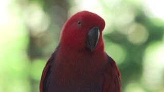 Red parrot makhil best video
