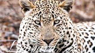 Leopard