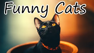 Funny Cats fails try not to laugh Cute Cats compilation 2022 tiktok #shorts #funny #cats #reels.