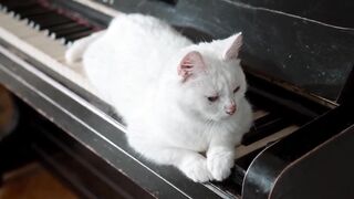 funny cats videos compilation super funny cats videos compilation of 2023 cats and dogs funny vide