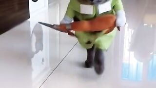 Cats funny video