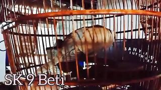 BUNYI PUTER PELUNG YANG MERINTIH