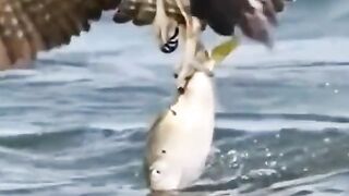 Nice hunting in water