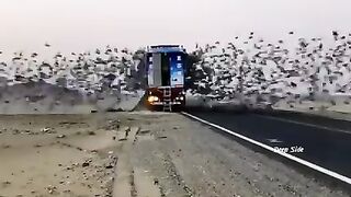 Life of Birds| don't imprisoned the bird|