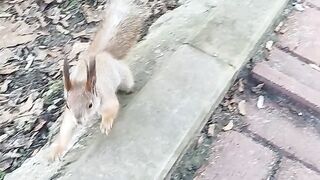 Belka