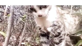 Point of View if you a Meow