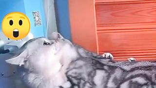 New funny video viral best fun 2023