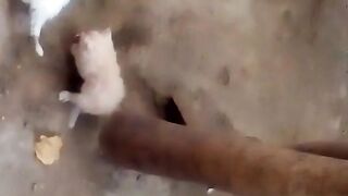 Cute Persian cat baby | Naughty Cat