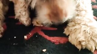 Henry Eating His Treats