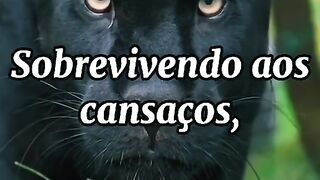 Motivaçaodiaria