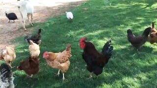 Birds voice video world Nature video kaleem Ashraf