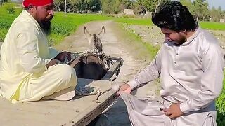 Gadhe wale apni hauk se gujarne wale ka kapda faad dala