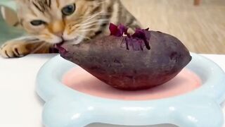 hungry cat