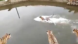 tigers and duck