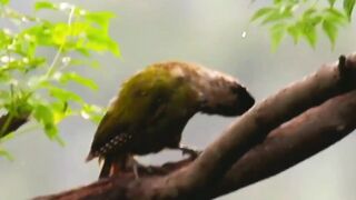 Woodpecker Streching
