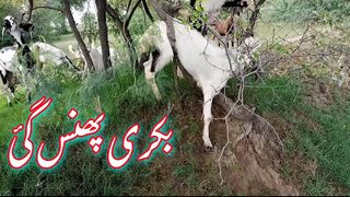 Bakri phans gyae|Village Life