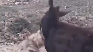 ???????? very funny  the Donkey and hyenas