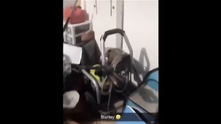Funny video, pets funny video,cats funny video