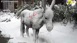 funny donkey video