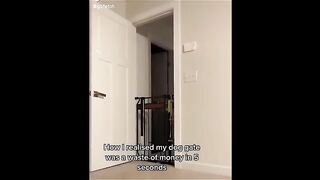 Funny video, pets funny video,cats funny video