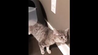 Funny video, pets funny video,cats funny video
