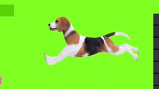 Dog anithing