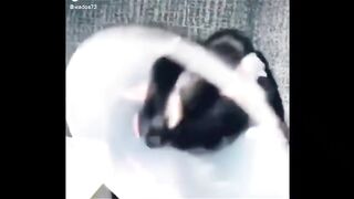 Funny video, pets funny video,cats funny video