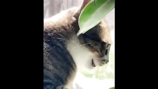 Funny video, pets funny video,cats funny video