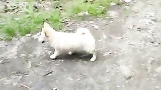 cute dogs
